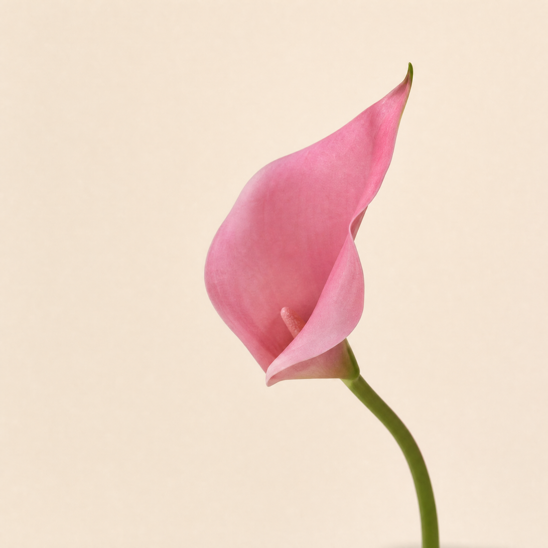 Faux Calla Lily Stems Set of 10/20 – EVA Flower Home Decor Wedding Table Arrangement