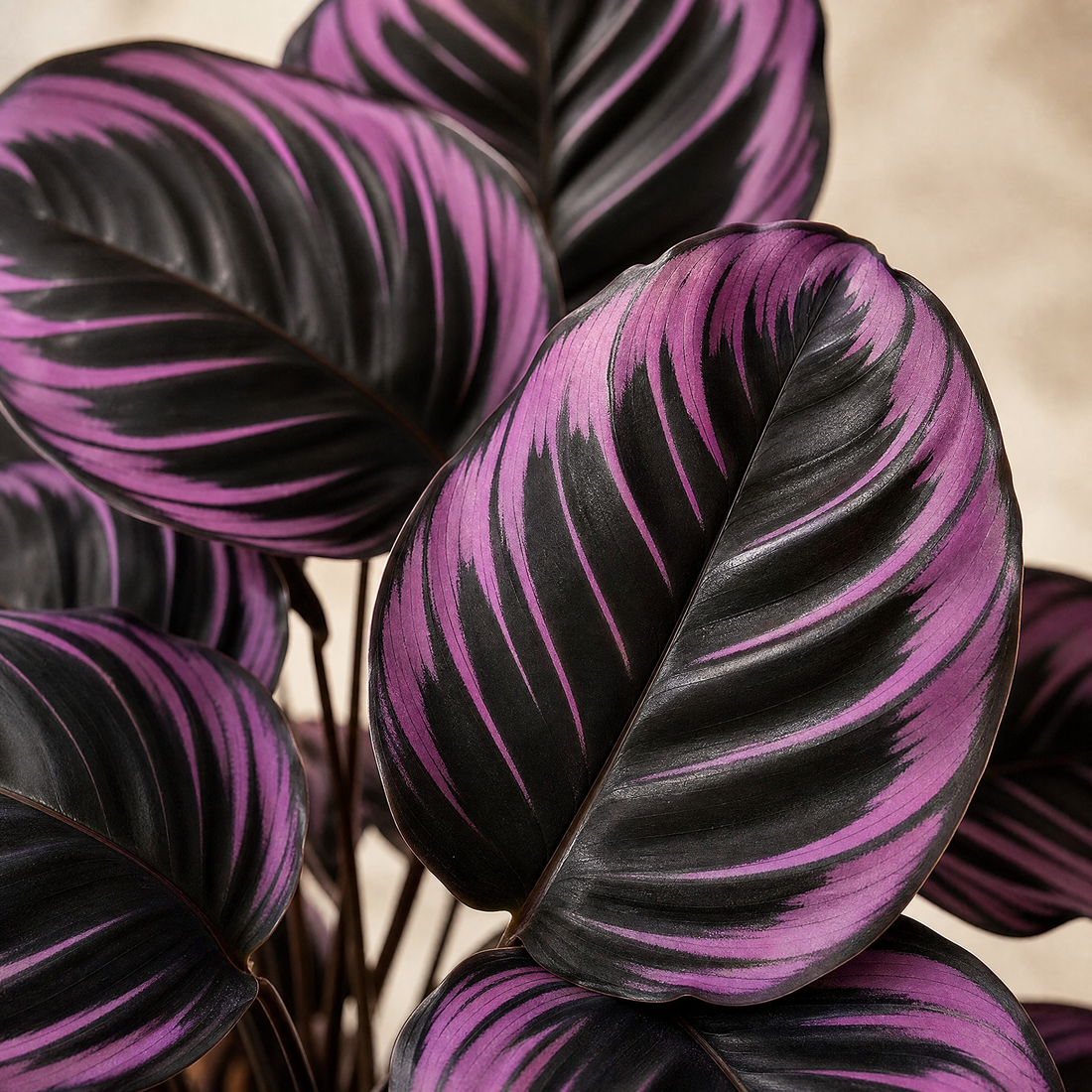 Artificial Calathea Plant – 18 Heads, 75cm Faux Floor Plant for Home Decor and Events