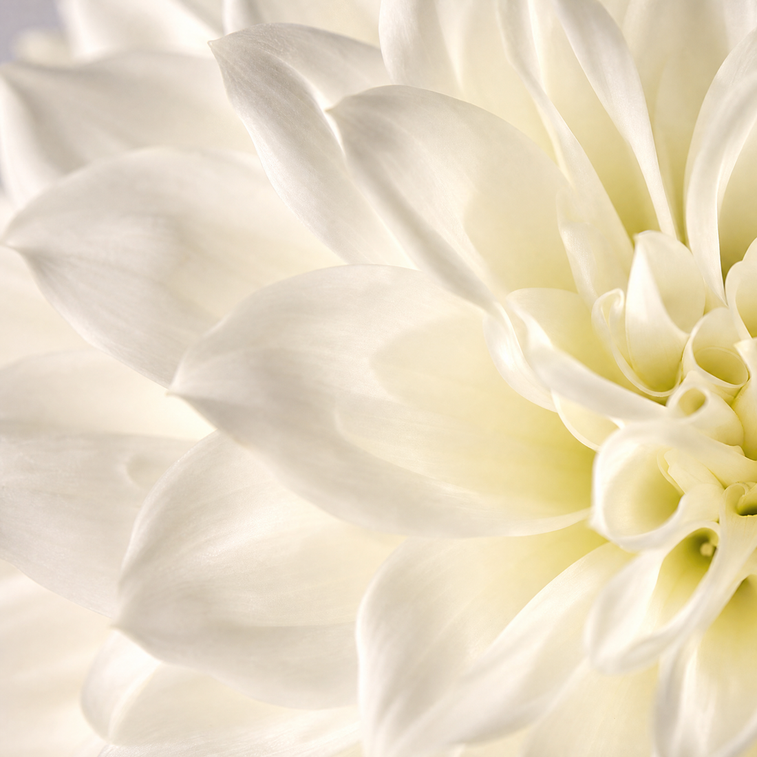 Artificial Dahlia Stem – Silk Faux Flower for Home Decor Wedding Arrangements 76cm