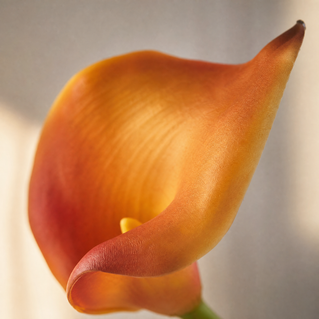 Faux Calla Lily Stems Set of 10/20 – EVA Flower Home Decor Wedding Table Arrangement