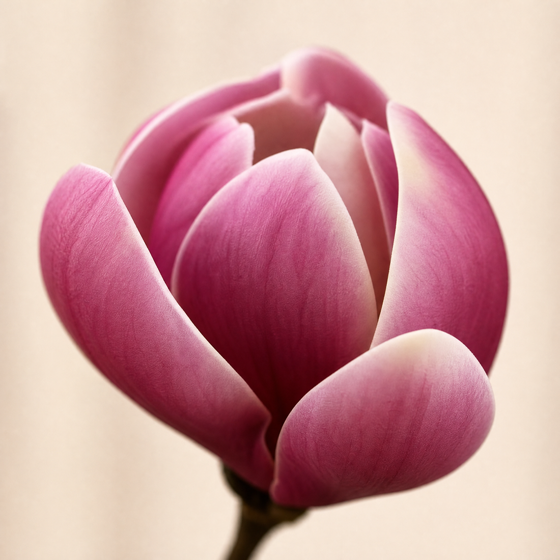 Silk Magnolia Branch – Faux Floral Branch for Vase, Wedding Decor and Home Styling