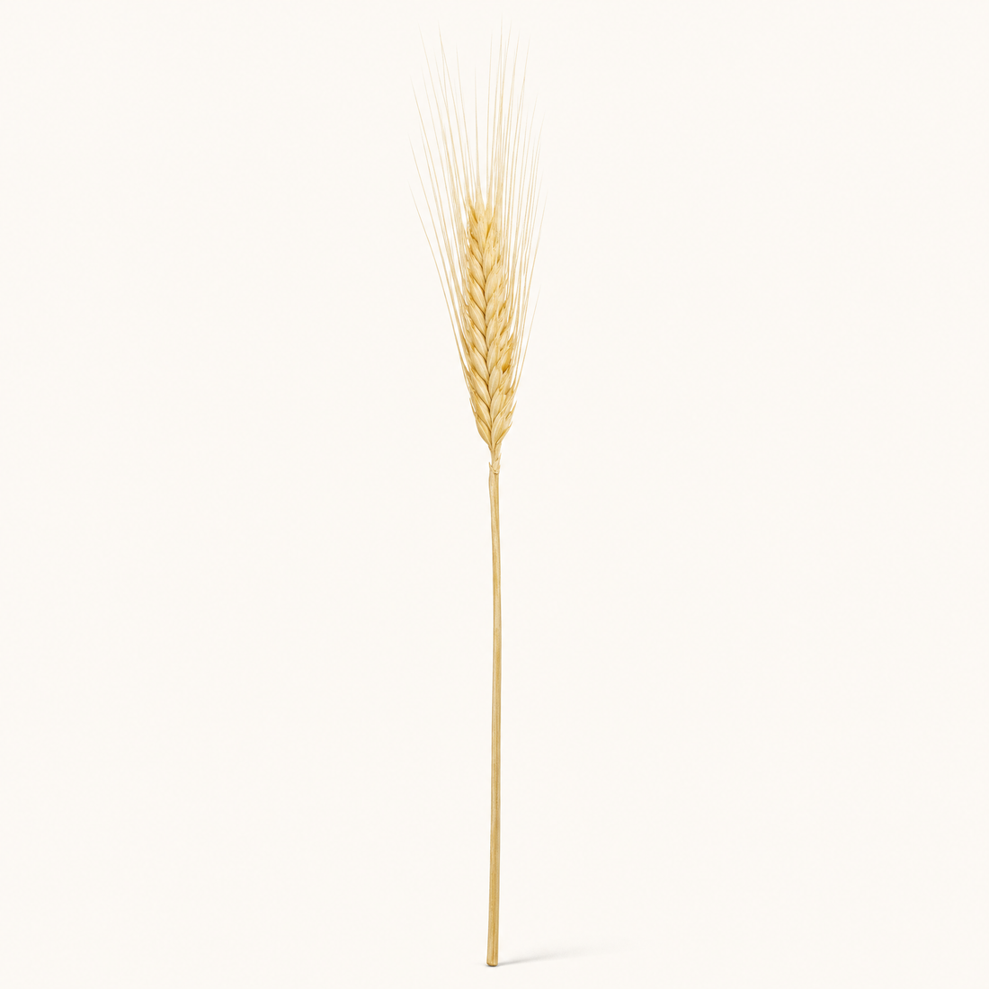 Dried Wheat Ears Bunch – Natural Botanical Stems for Bouquets, Wreaths and Home Decor