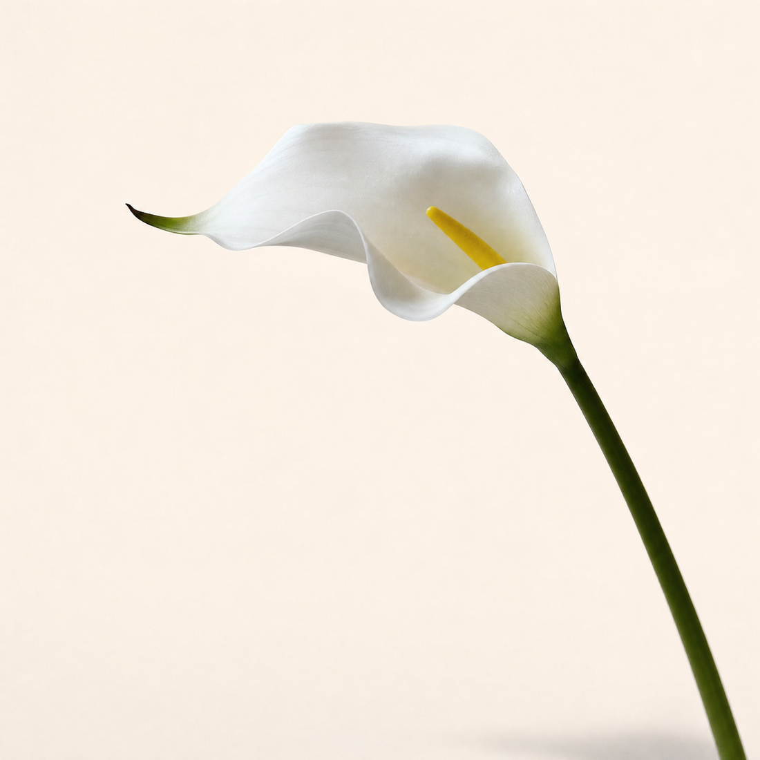 Faux Calla Lily Stems Set of 10/20 – EVA Flower Home Decor Wedding Table Arrangement