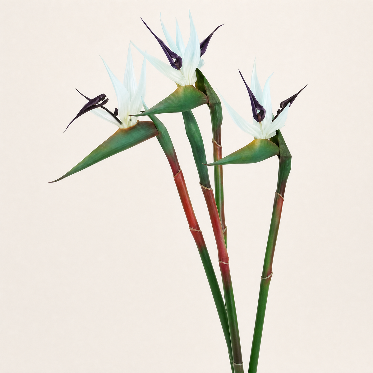 Artificial Bird of Paradise Stem – Faux Strelitzia 24.5" Long Stem Home Decor
