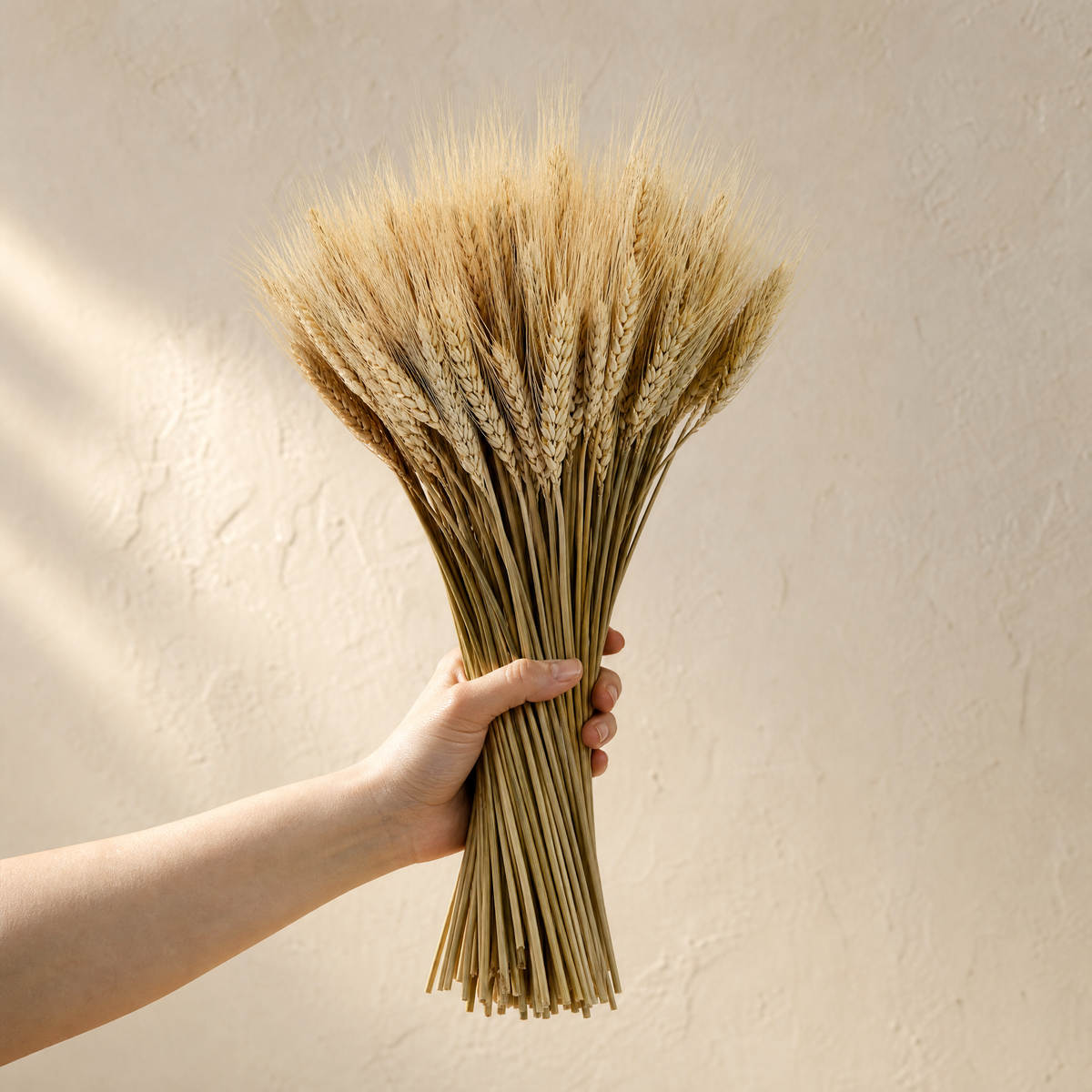 Dried Wheat Ears Bunch – Natural Botanical Stems for Bouquets, Wreaths and Home Decor