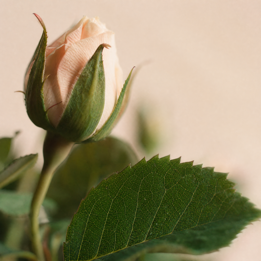 Silk Rose Stem – Real Touch Faux Flower for Wedding Table and Home Decor