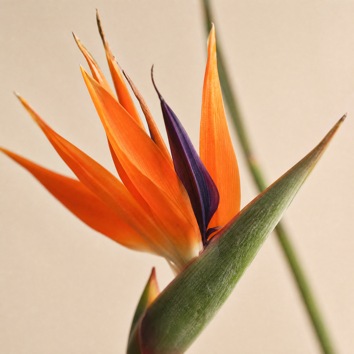 Artificial Bird of Paradise Stem – Faux Strelitzia 24.5" Long Stem Home Decor