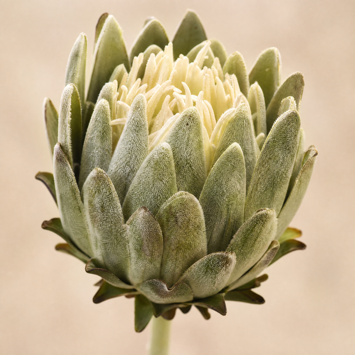 Faux Protea Stem – Lifelike Silk Artichoke Flower for Home Decor and Wedding