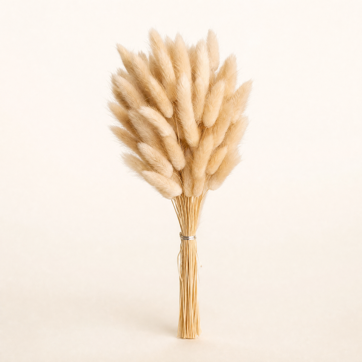 Dried Bunny Tail Grass Bouquet – Lagurus Ovatus Wedding Decor Home Floral Stems