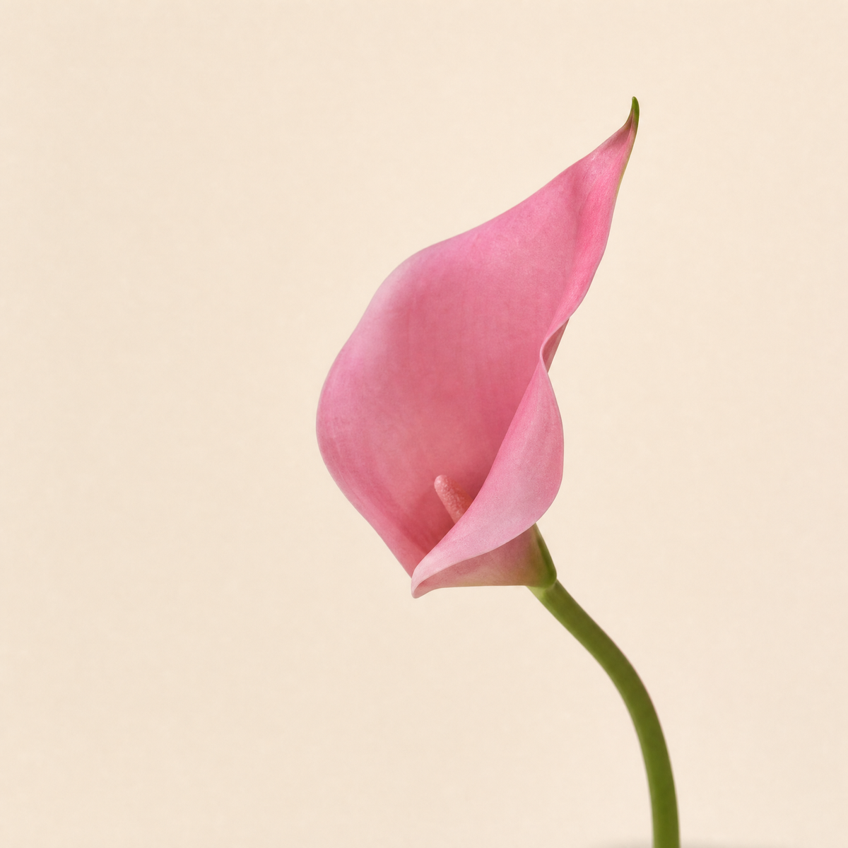 Faux Calla Lily Stems Set of 10/20 – EVA Flower Home Decor Wedding Table Arrangement