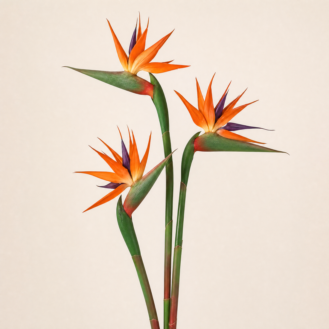Artificial Bird of Paradise Stem – Faux Strelitzia 24.5" Long Stem Home Decor