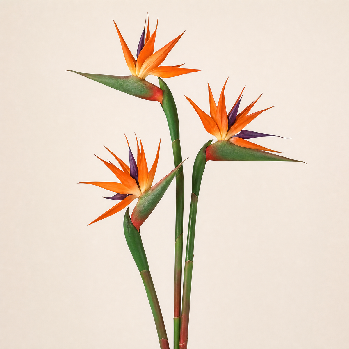 Artificial Bird of Paradise Stem – Faux Strelitzia 24.5" Long Stem Home Decor