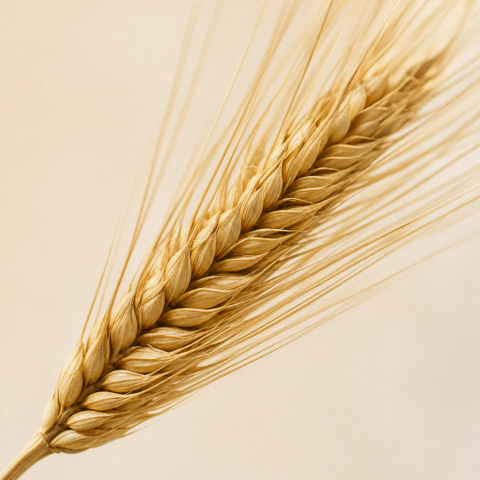 Dried Wheat Ears Bunch – Natural Botanical Stems for Bouquets, Wreaths and Home Decor