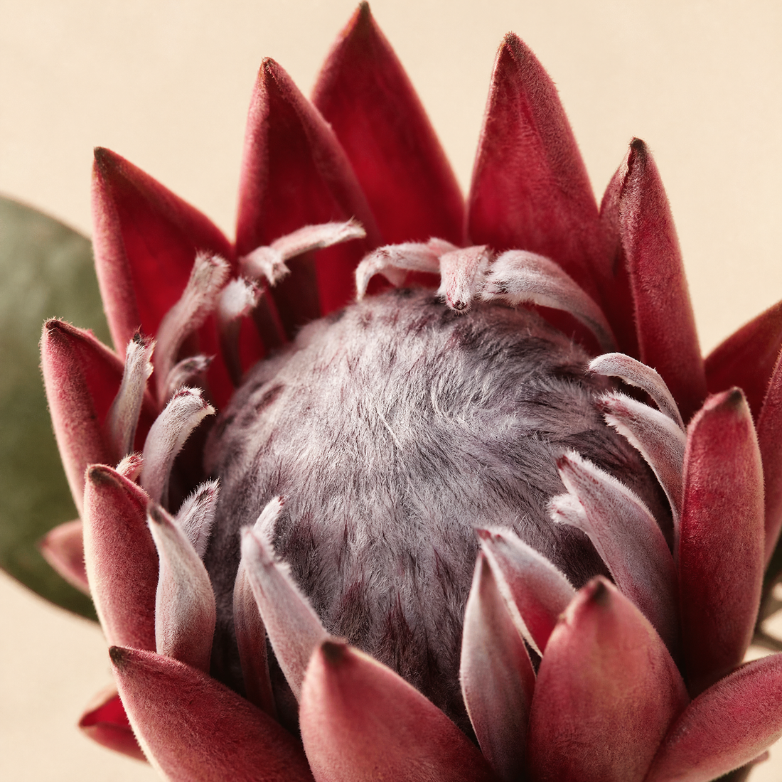 Faux King Protea Stem – Silk Artificial Flower for Wedding and Home Decor