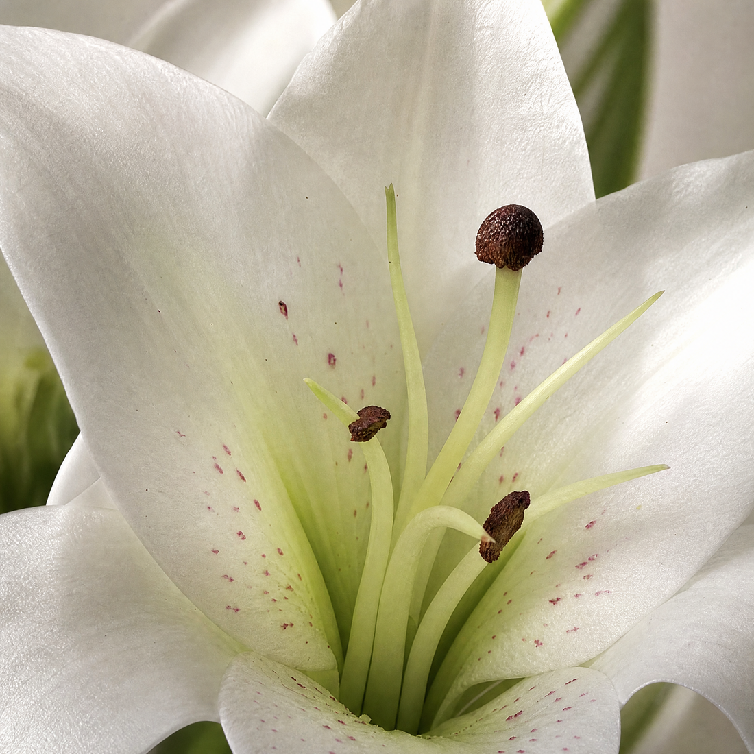 Silk Lily Bouquet – 7 Bloom Faux Floral Stems for Wedding, Home Decor and Gifting