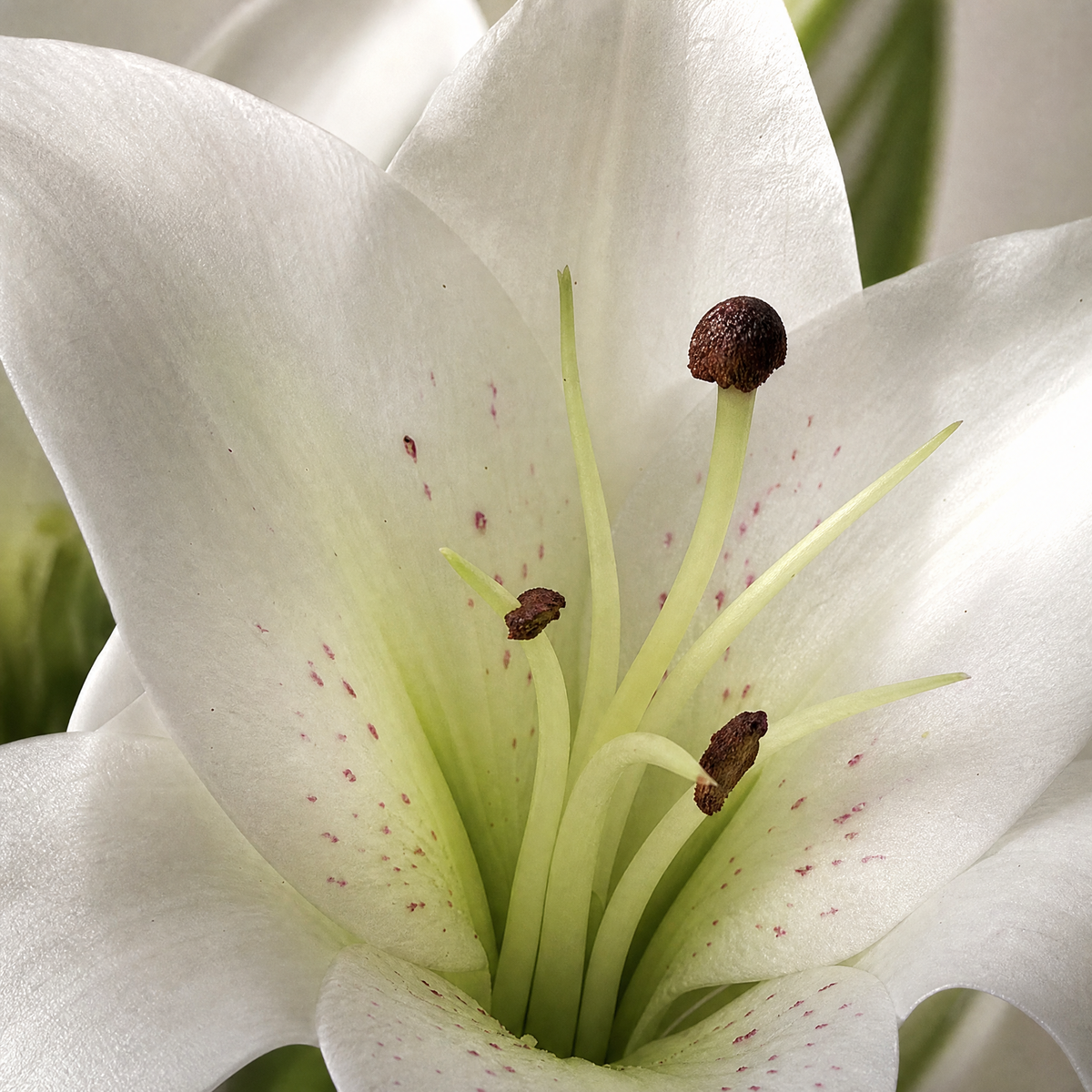 Silk Lily Bouquet – 7 Bloom Faux Floral Stems for Wedding, Home Decor and Gifting