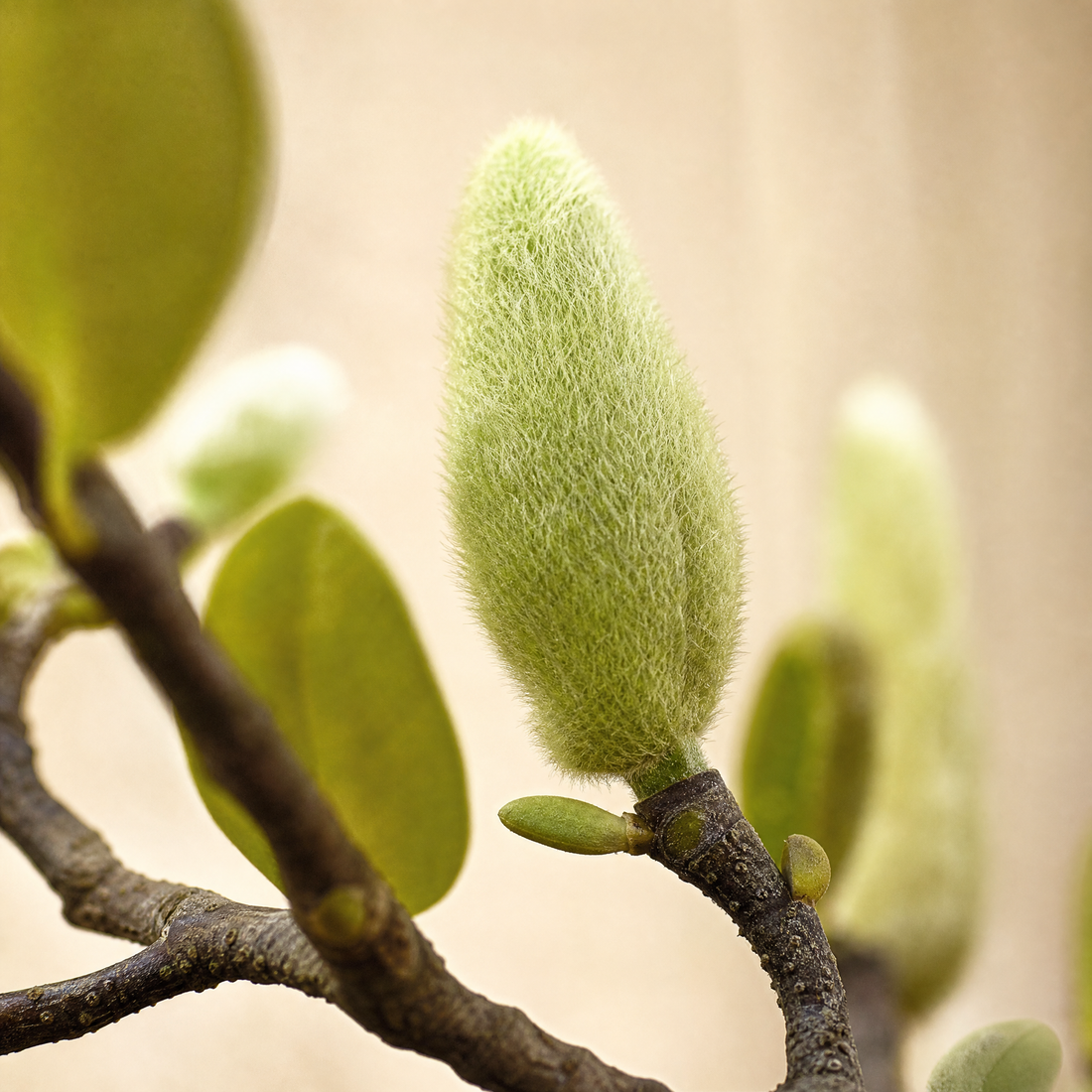 Faux Magnolia Stem – Realistic Single Branch, Home Decor Floral Arrangement
