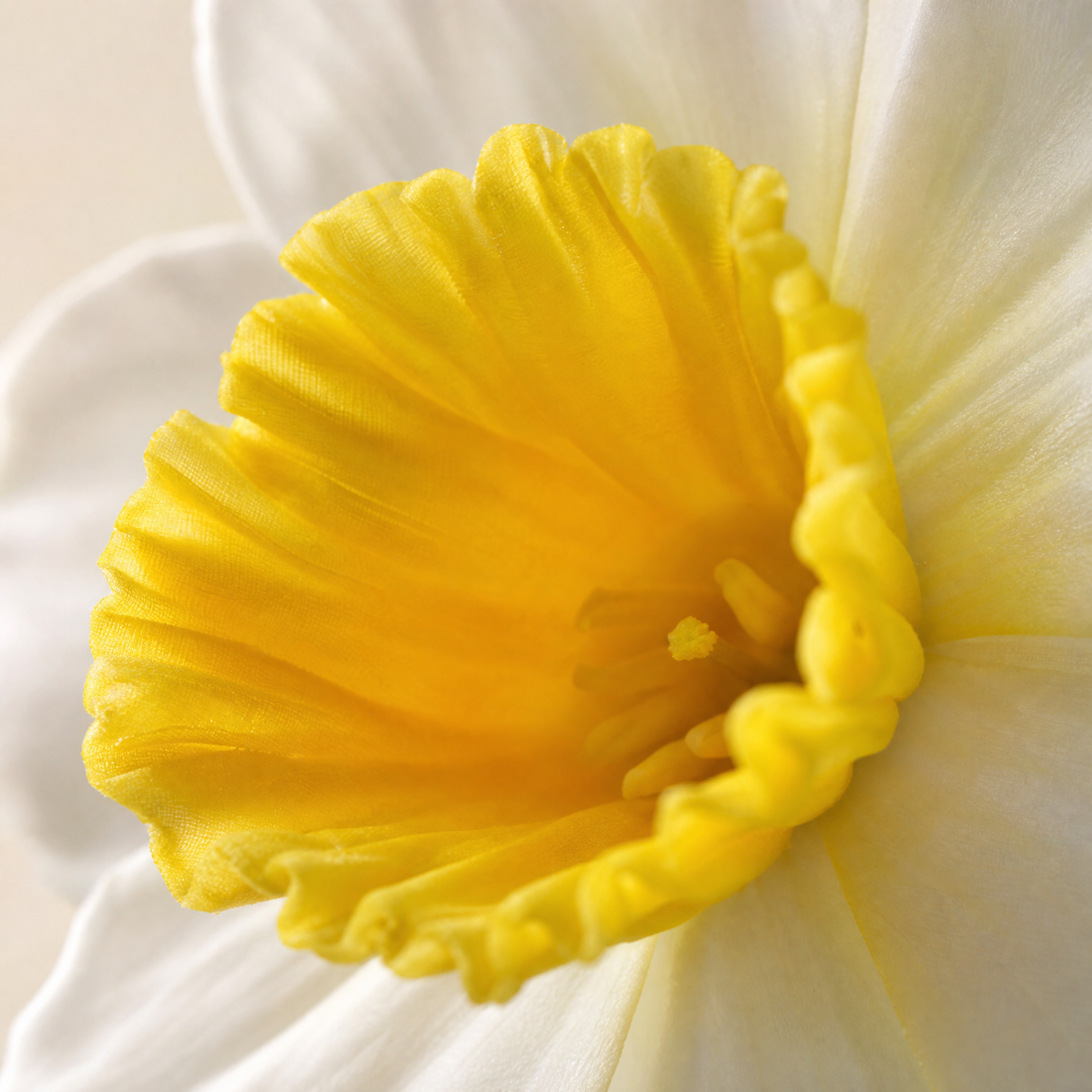 Artificial Daffodil Bouquet – Faux Narcissus Bouquet for Home Wedding Decor
