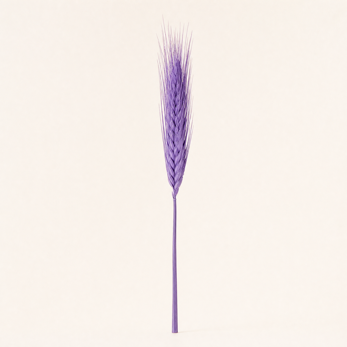 Dried Wheat Ears Bunch – Natural Botanical Stems for Bouquets, Wreaths and Home Decor