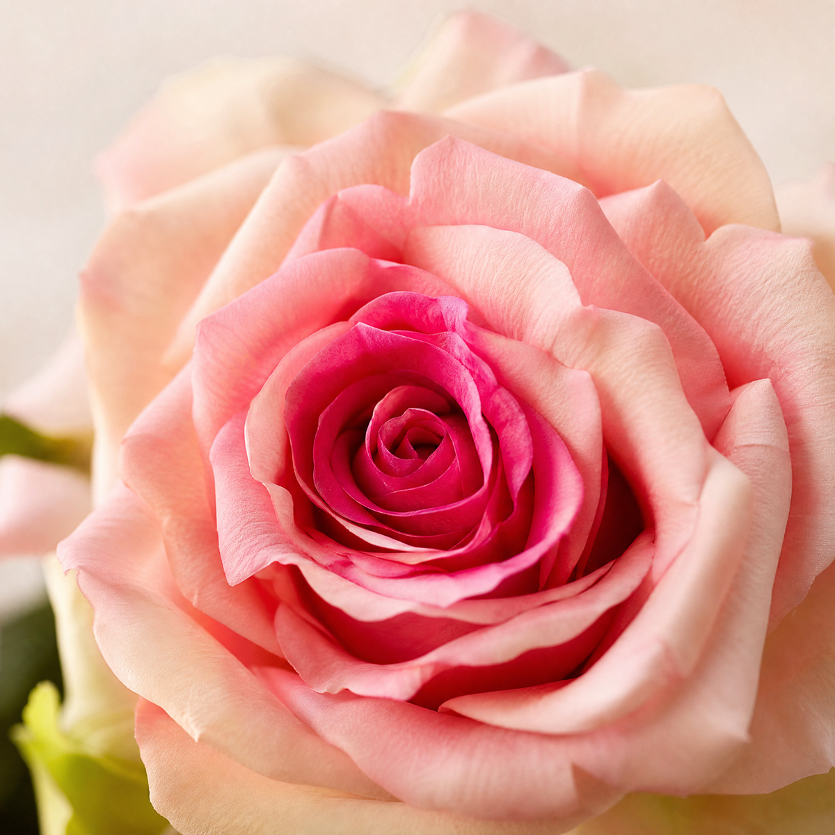 Silk Rose Stem – Real Touch Faux Flower for Wedding Table and Home Decor
