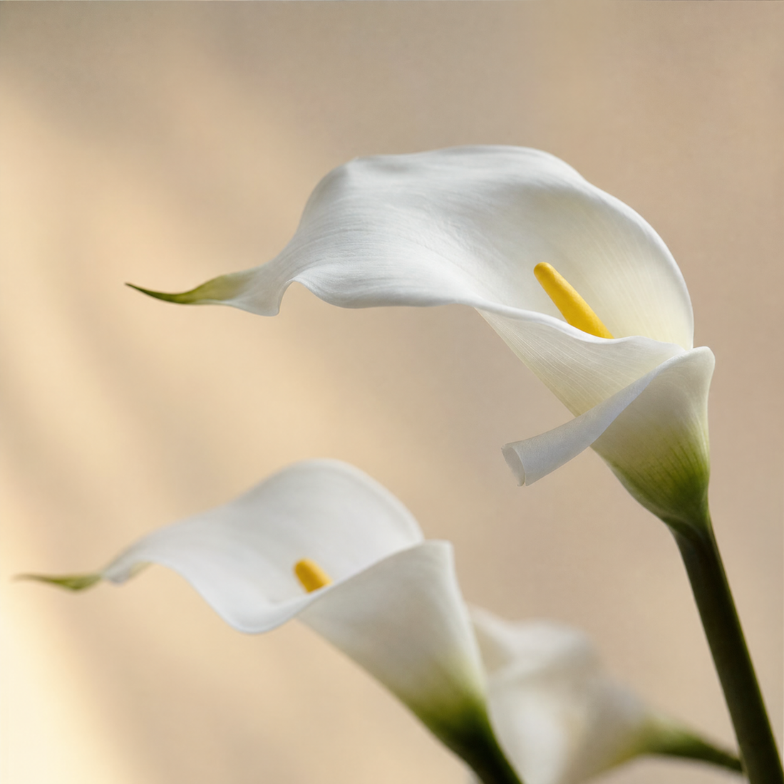 Faux Calla Lily Stems Set of 10/20 – EVA Flower Home Decor Wedding Table Arrangement