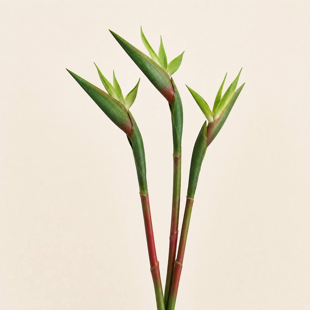 Artificial Bird of Paradise Stem – Faux Strelitzia 24.5" Long Stem Home Decor