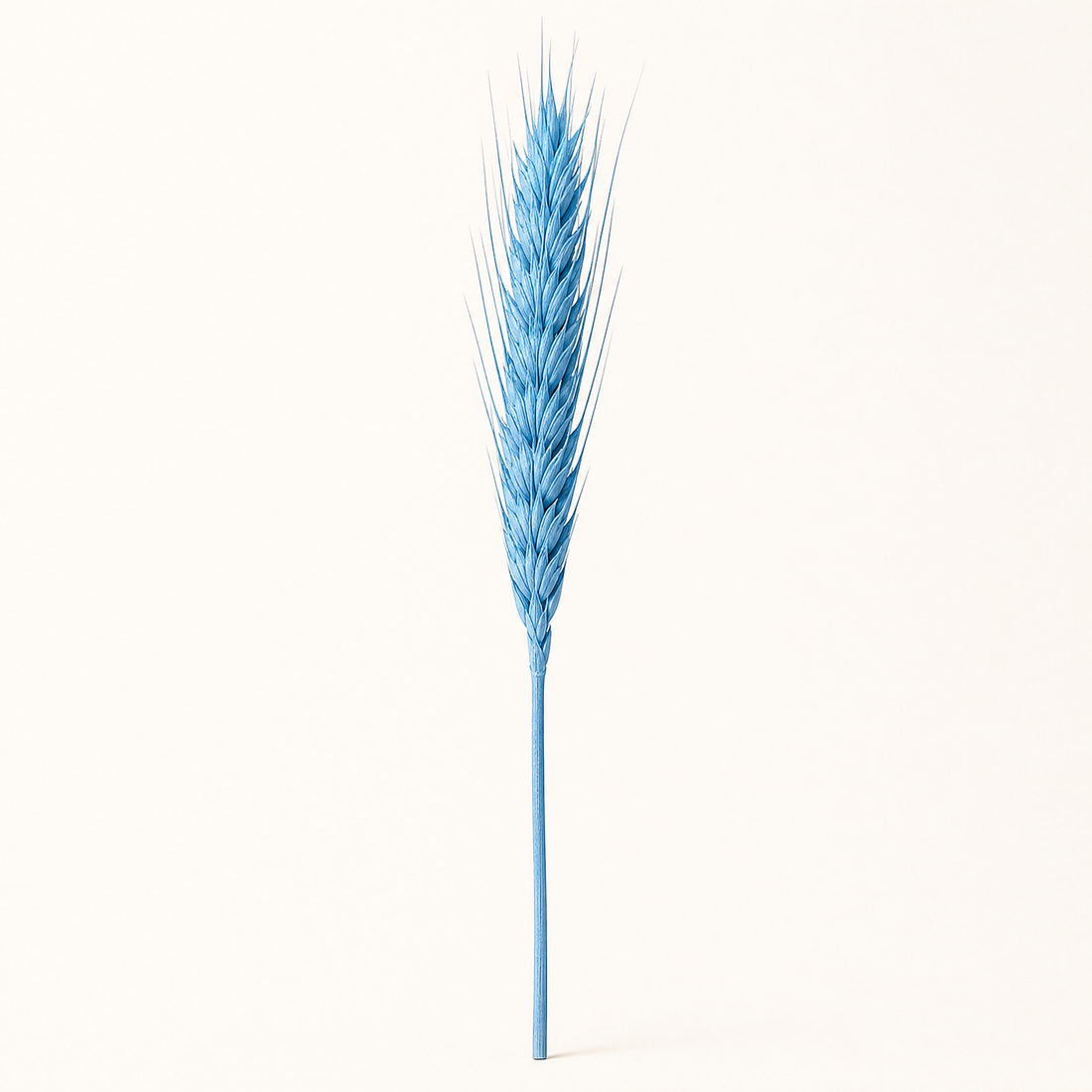 Dried Wheat Ears Bunch – Natural Botanical Stems for Bouquets, Wreaths and Home Decor