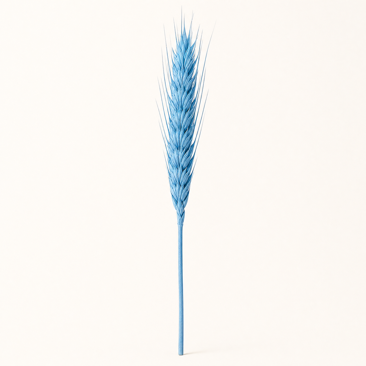 Dried Wheat Ears Bunch – Natural Botanical Stems for Bouquets, Wreaths and Home Decor