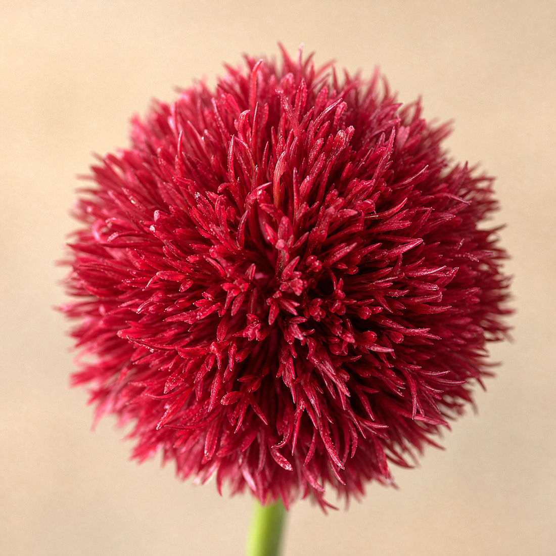 Faux Allium Stems Set of 10 – Round Ball Flowers for Vase, Wedding and Home Decor