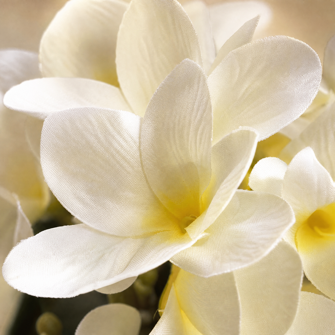 Artificial Plumeria Branch – Silk Frangipani White Flower Stem Faux Floral Decor