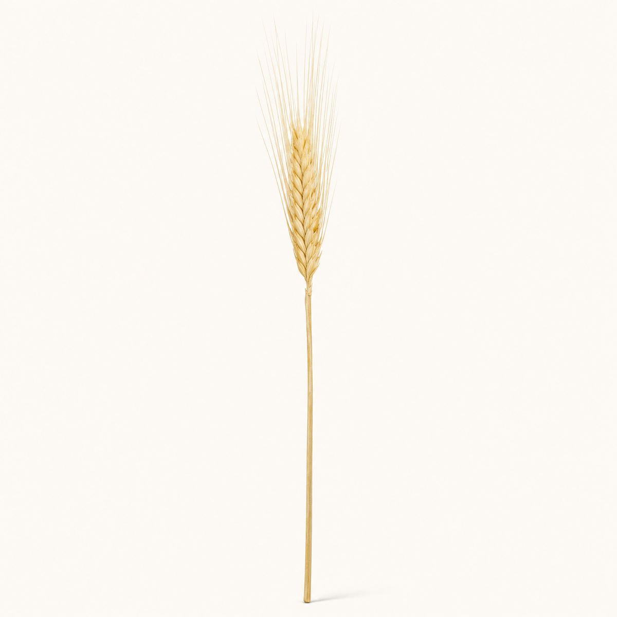 Dried Wheat Ears Bunch – Natural Botanical Stems for Bouquets, Wreaths and Home Decor