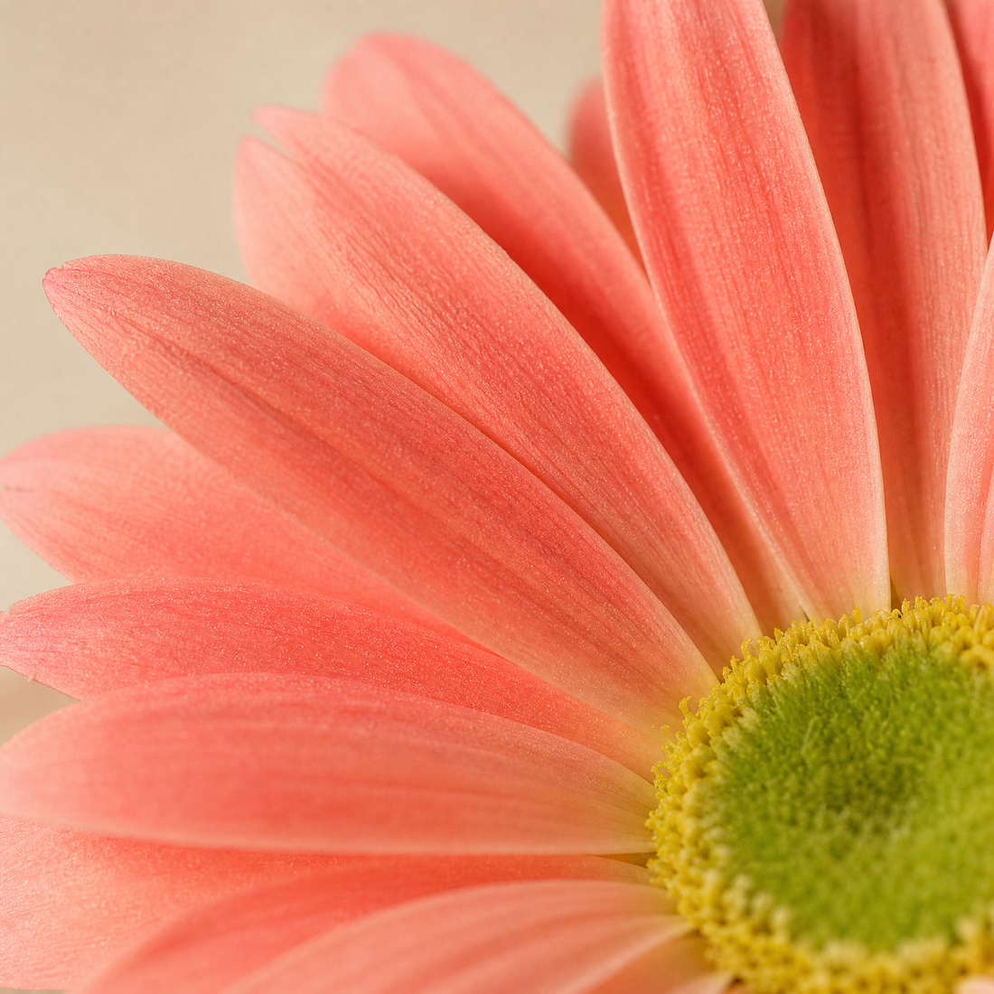 Faux Gerbera Stem – PU Artificial Flower for Home, Wedding and Desk Decor