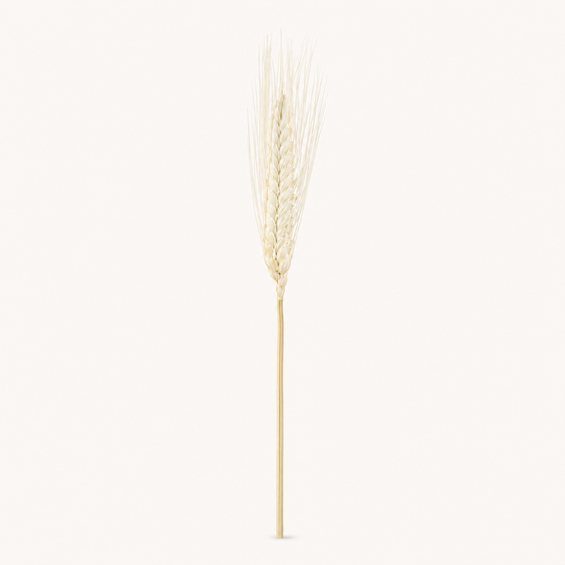 Dried Wheat Ears Bunch – Natural Botanical Stems for Bouquets, Wreaths and Home Decor