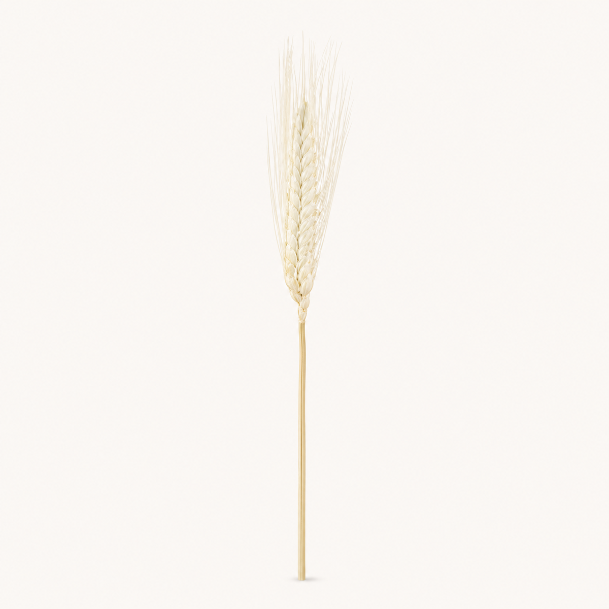 Dried Wheat Ears Bunch – Natural Botanical Stems for Bouquets, Wreaths and Home Decor