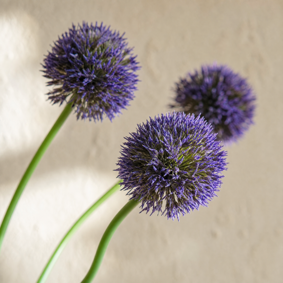 Faux Allium Stems Set of 10 – Round Ball Flowers for Vase, Wedding and Home Decor