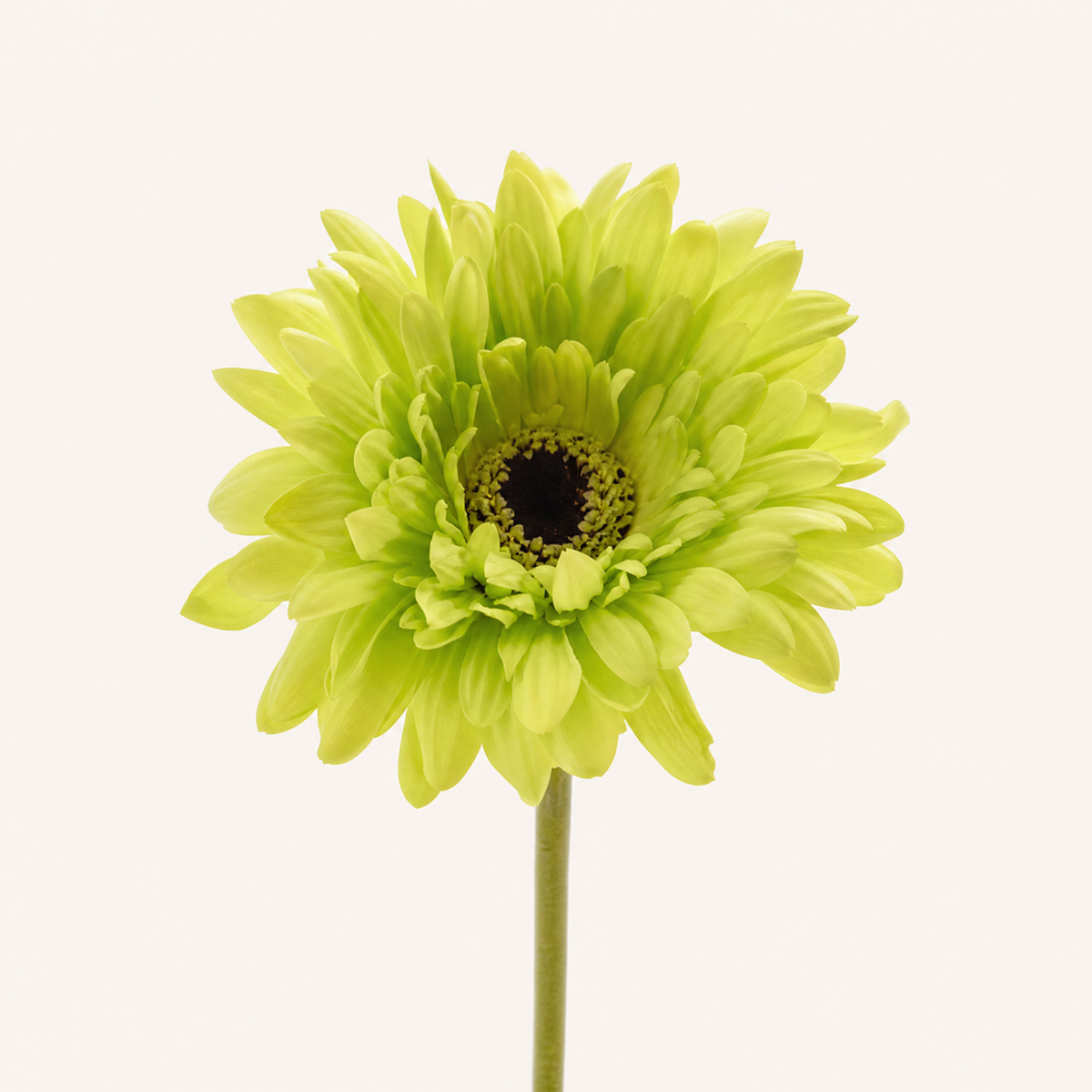 Artificial Gerbera Daisy Bouquet – Silk Flower Heads for Wedding Home Garden Decor