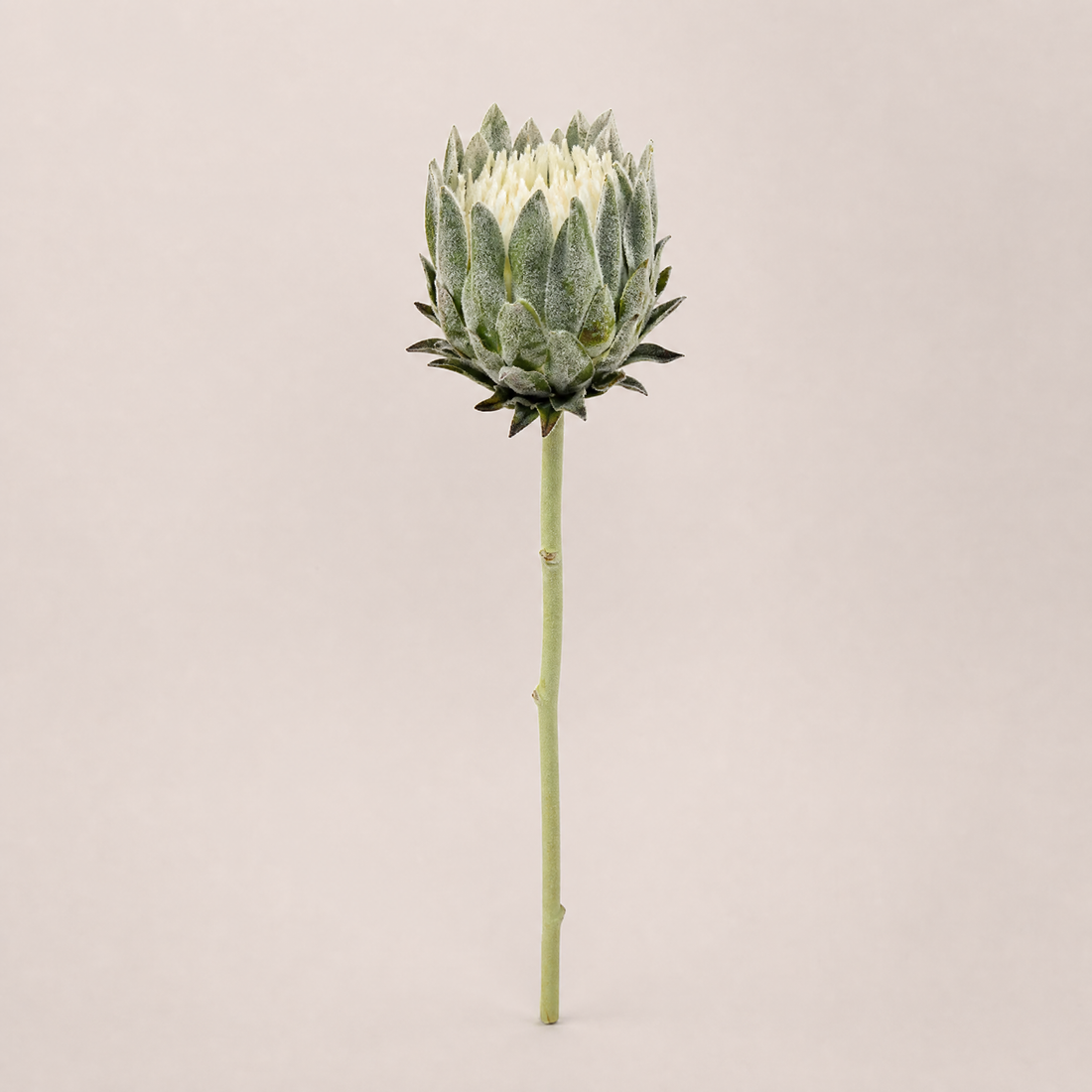 Faux Protea Stem – Lifelike Silk Artichoke Flower for Home Decor and Wedding