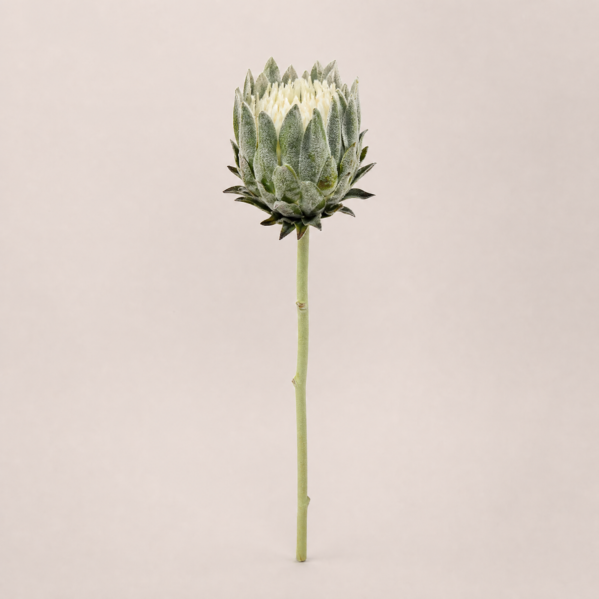 Faux Protea Stem – Lifelike Silk Artichoke Flower for Home Decor and Wedding