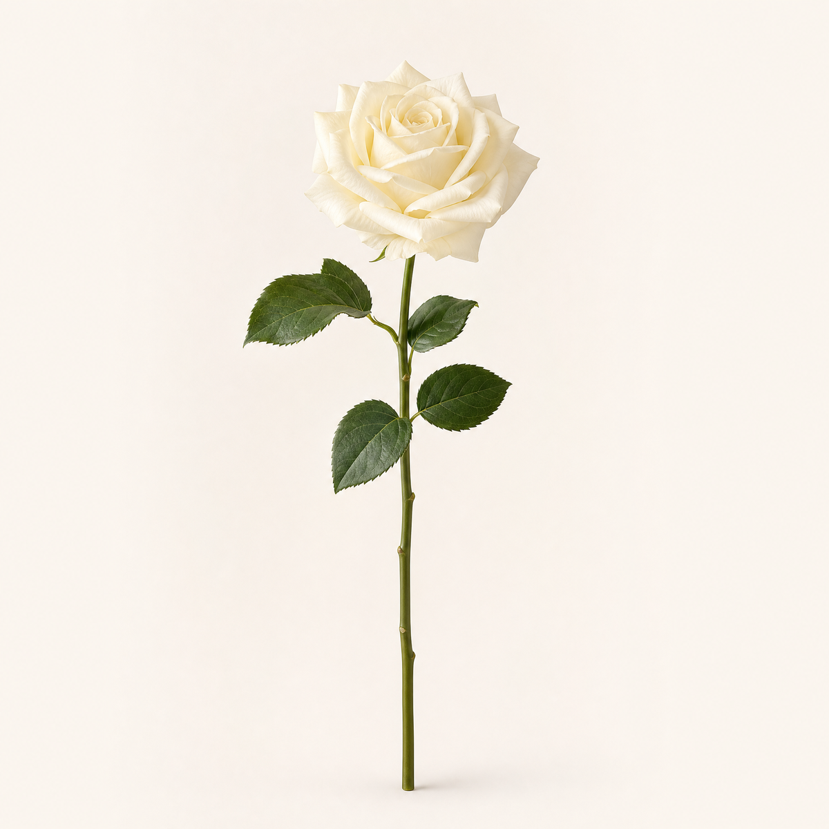 Faux Rose Stems Set of 5 – Real Touch Silk, Bridal Bouquet, Home Floral Decor