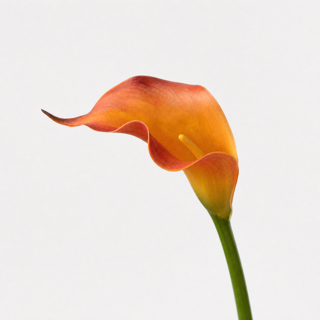 Faux Calla Lily Stems Set of 10/20 – EVA Flower Home Decor Wedding Table Arrangement