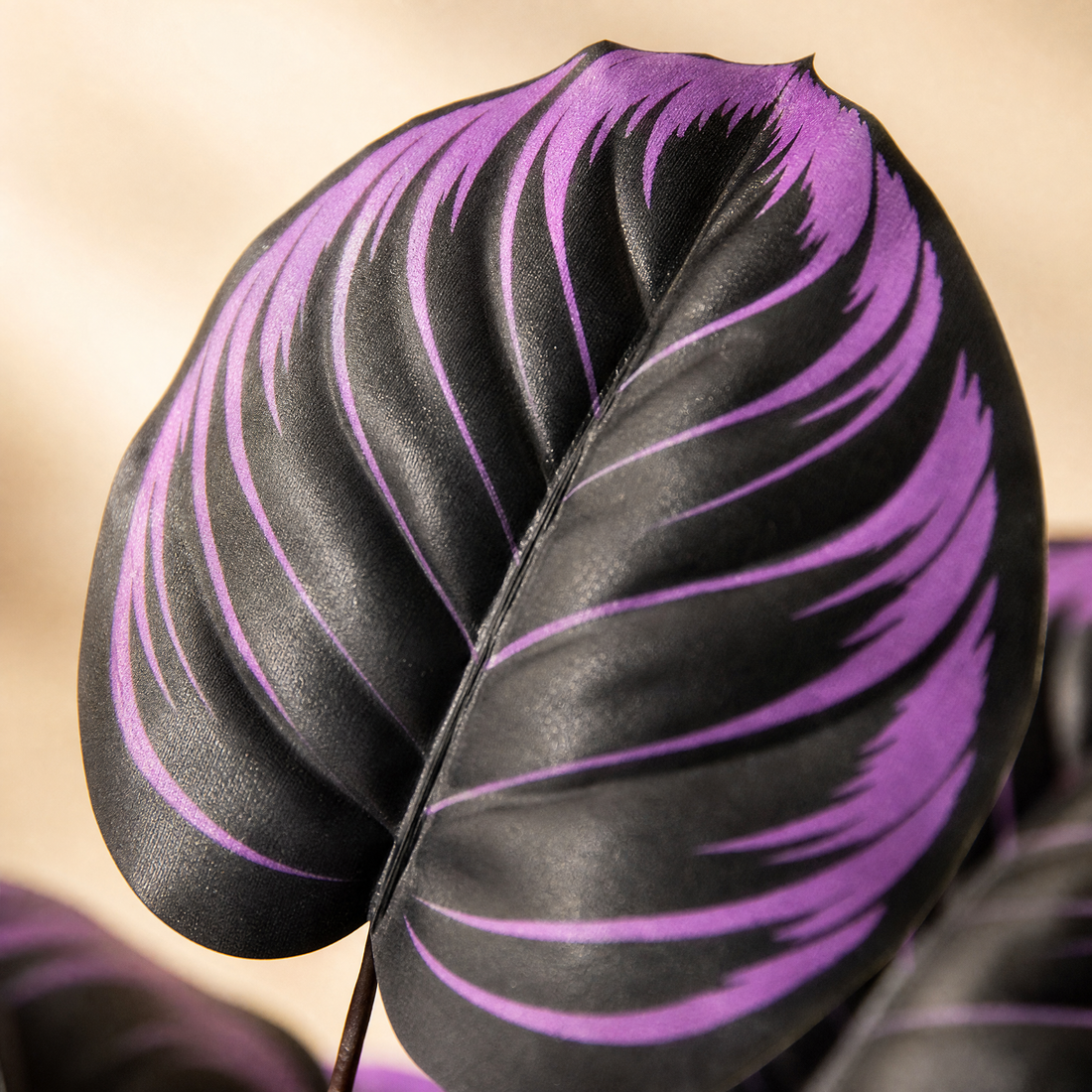 Artificial Calathea Plant – 18 Heads, 75cm Faux Floor Plant for Home Decor and Events