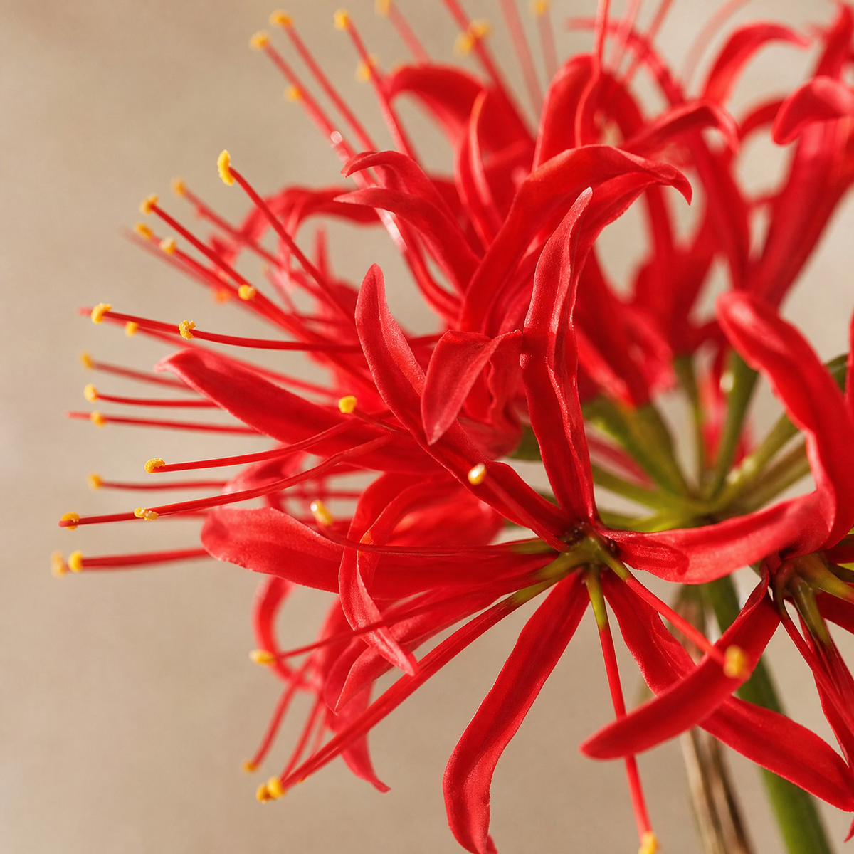Artificial Higanbana Stem – Real Touch Silk Faux Equinox Flower Branch Home Decor