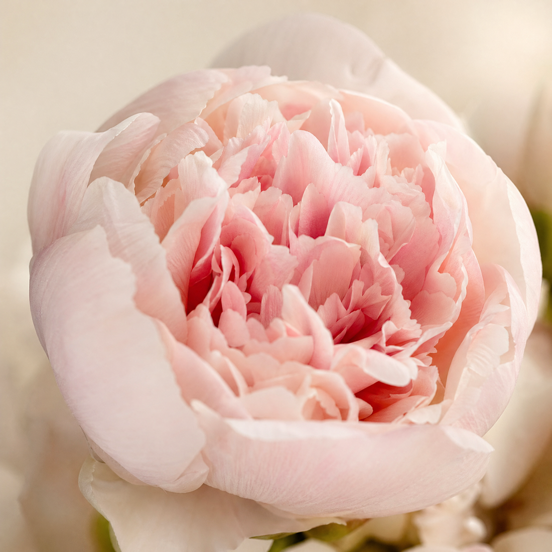 Artificial Peony Bouquet 27 Stems – Silk Fake Flowers for Vase Home Wedding Decor