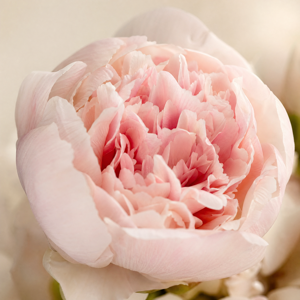 Artificial Peony Bouquet 27 Stems – Silk Fake Flowers for Vase Home Wedding Decor